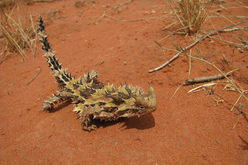 A spiny lizard sits on red dirt