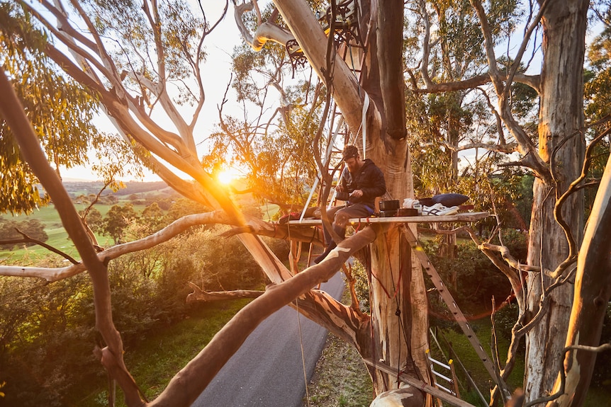 A man camped on a platform in a gum tree with the sun shining through the trees.