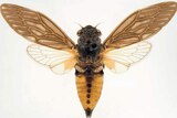 Gudanga emmotti cicada, a new species of the insect confirmed in outback Queensland