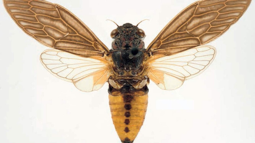 Gudanga emmotti cicada, a new species of the insect confirmed in outback Queensland