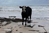 A cow stands on a beach.