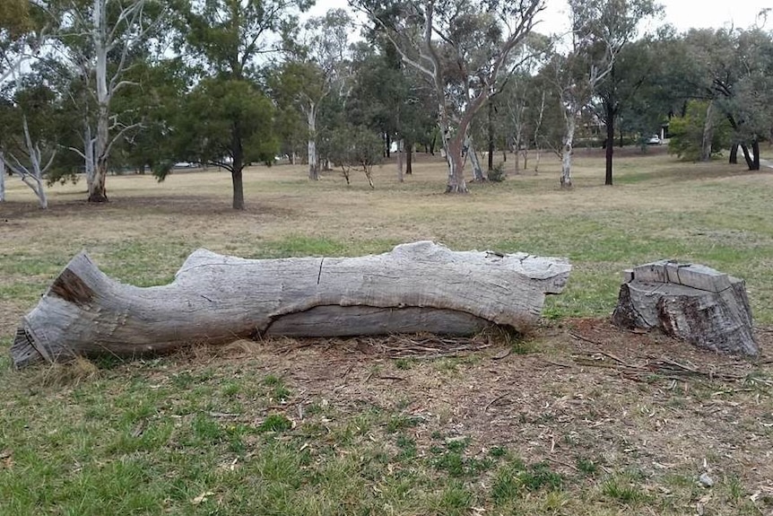 A newly cut down tree lies across a park next to its stump.