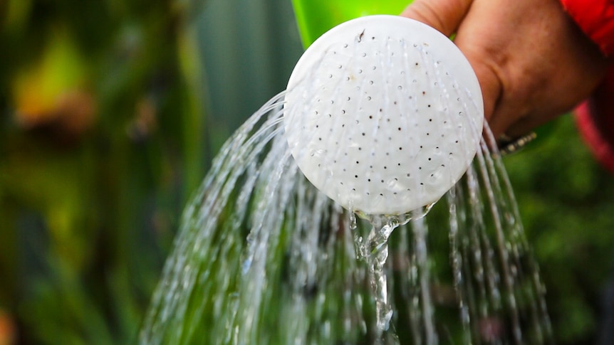 Water flowing from a watering can spout while gardening to grow fruit and vegetables.