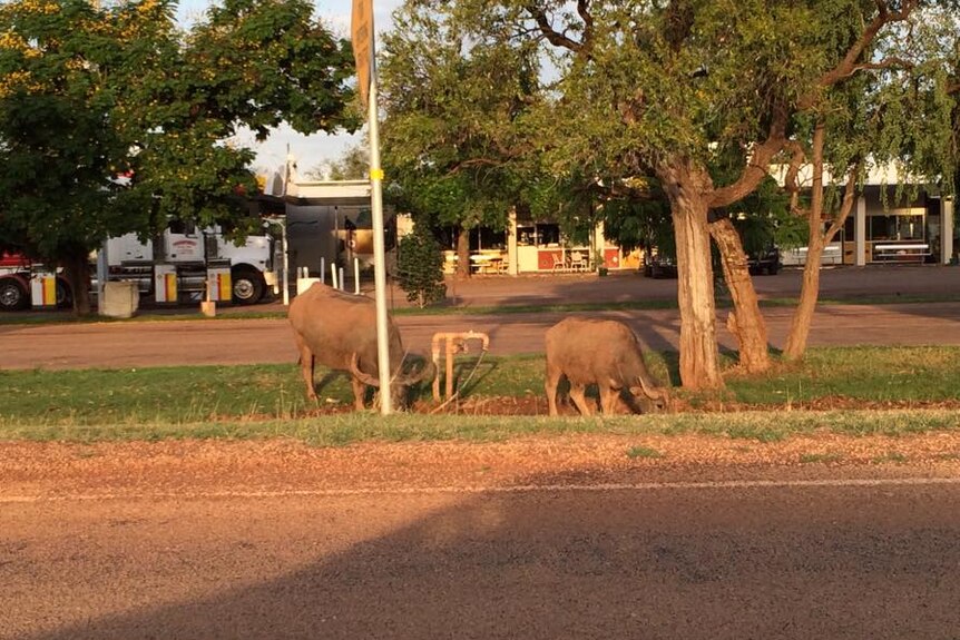 Two buffalo graze on grass beside the road in front of the Dunmarra roadhouse