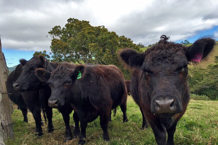 A herd of Australian lowline cattle.