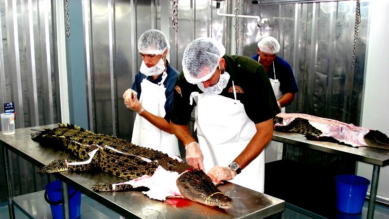 A 2.5m long crocodile on a steel bench being skinned.