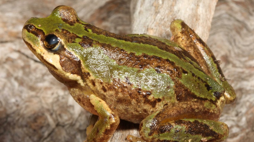 The alpine tree frog is one of the species under threat from a fungal disease sweeping frog populations.