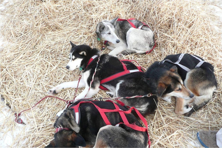 Sled dogs resting on straw