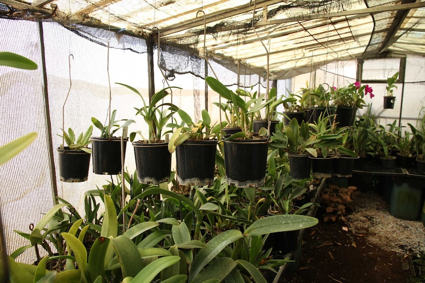 Dozens of orchids hang from pots and sit on shelves in a shade house.