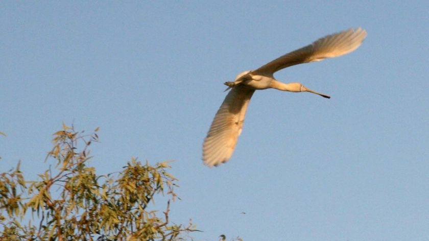 A spoonbill flies over the Eyre Creek near Bedourie, western Queensland on April 4, 2007.