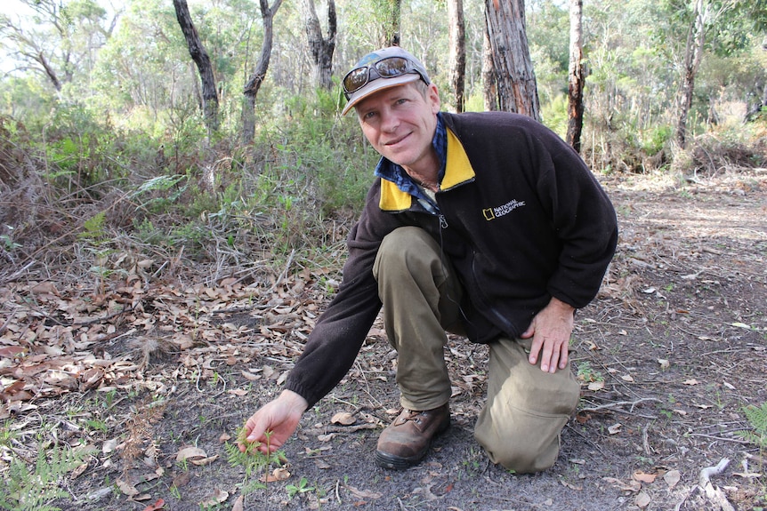 Menang Noongar man, Larry Blight, investigates manya, or bracken fern, near the Kalgan River, Albany.