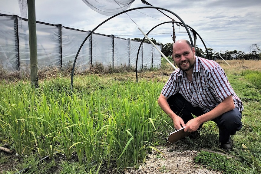 Man in chequered shirt crouches down in a rice field.