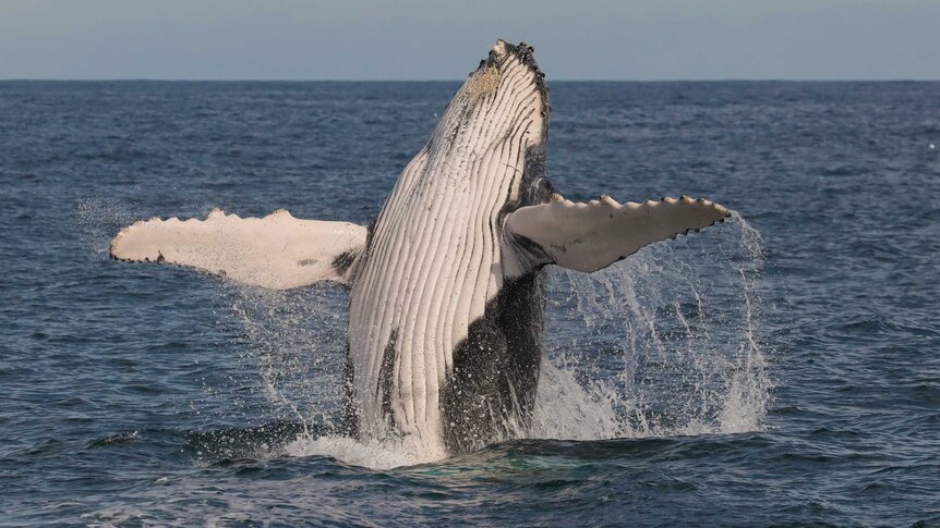 underbelly of humpback whale breaching