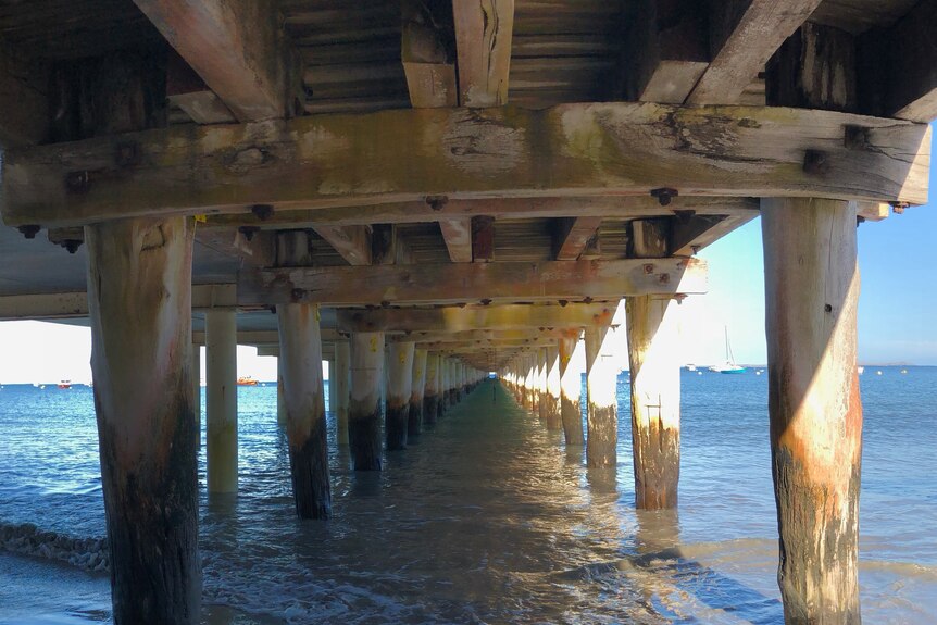 A photo from underneath Flinders Pier shows wooden pylons.