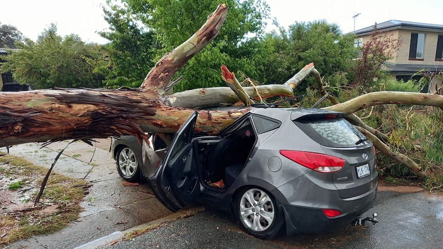 A large tree lies across a crushed car.