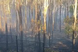 Charred bushland within metres of people's homes in Peregian Springs.
