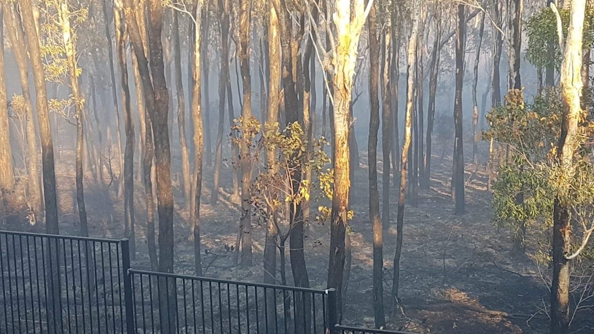 Charred bushland within metres of people's homes in Peregian Springs.