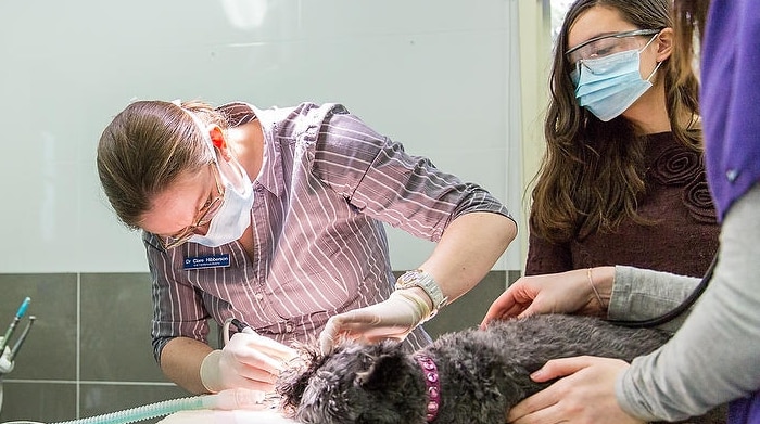 Veterinarian performing surgery on a dog