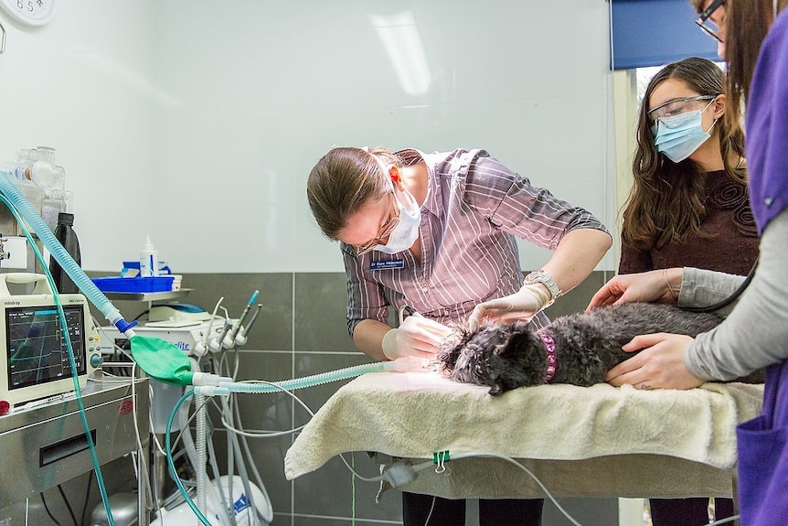 Un veterinario realiza una cirugía en un perro.