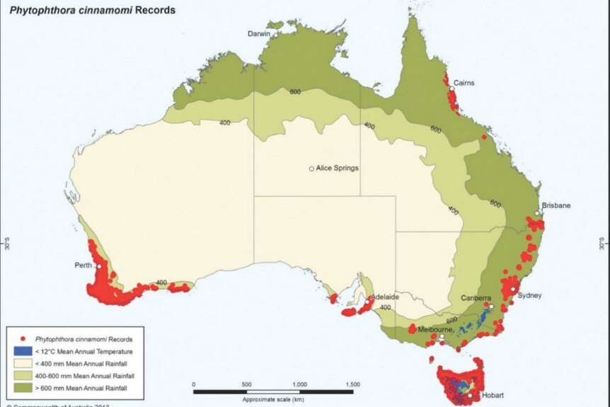 A map of Australia that shows dieback infestations areas, majority on south west of WA and Tasmania