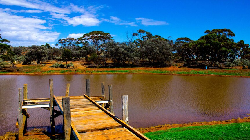 Image of a jetty sticking out into a fairly well-watered creek near Coolgardie, Western Australia.