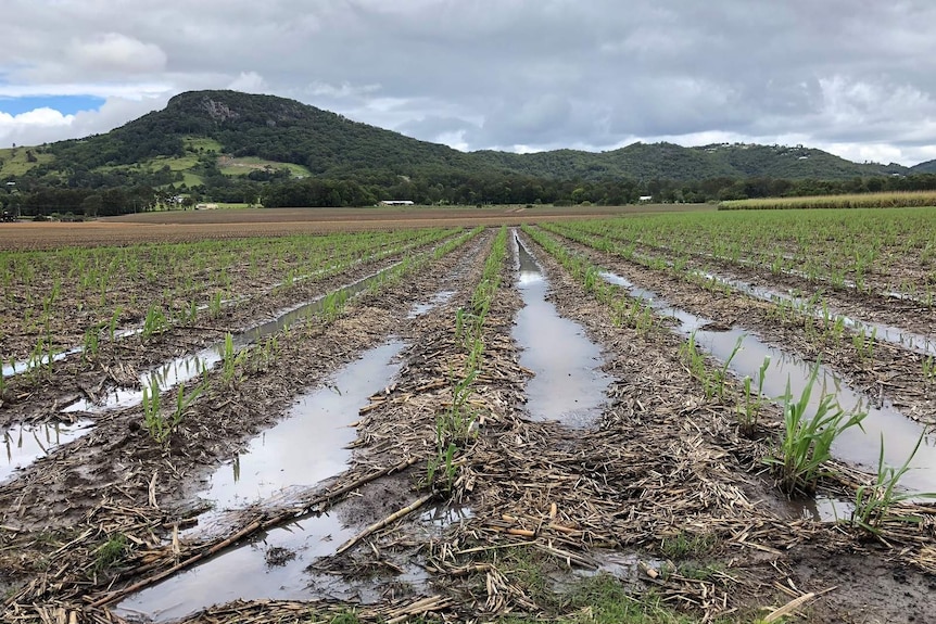 Water pooled in between sugarcane seedlings in the Maroochy River catchment