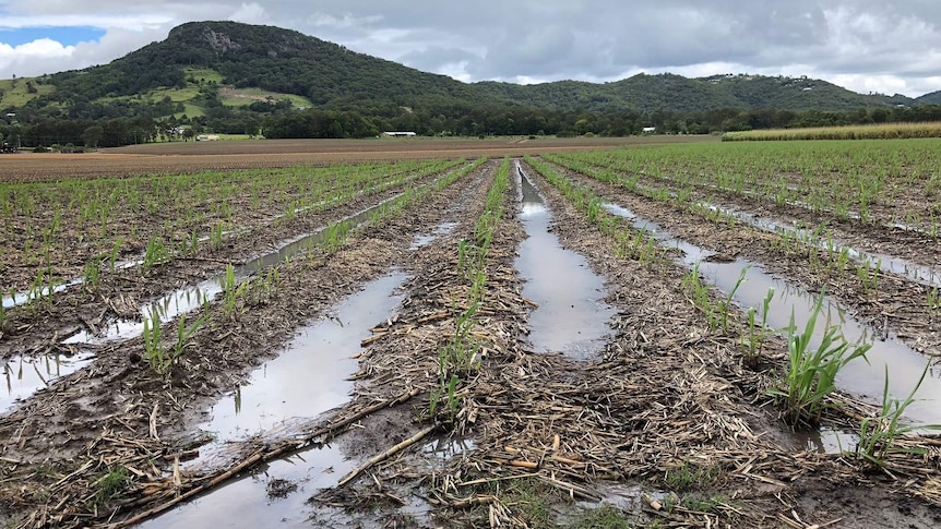 Sugarcane given a soaking in the Maroochy River catchment on Queensland's Sunshine Coast on October 15, 2018.