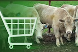 a composite image of a shopping trolley super-imposed on top of some cattle.