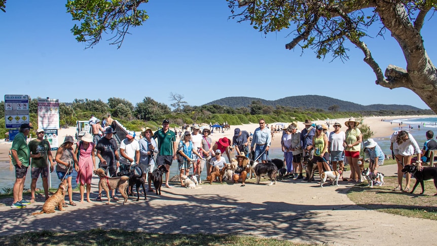 Dozens of people with dogs on leashed lined up with beach and bushland in the background