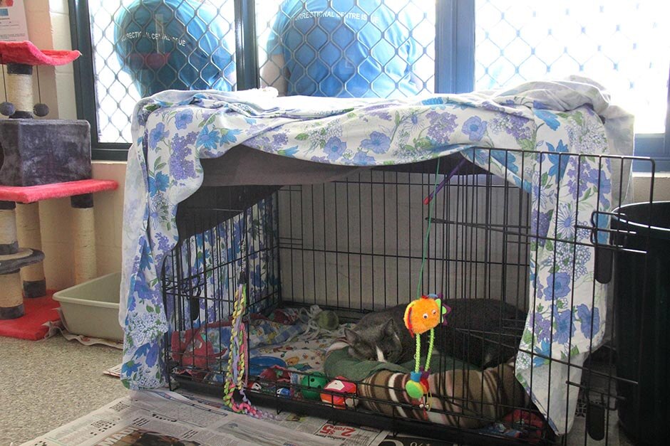 A cat sits in its cage inside a unit as inmates, unidentified, sit outside the unit.