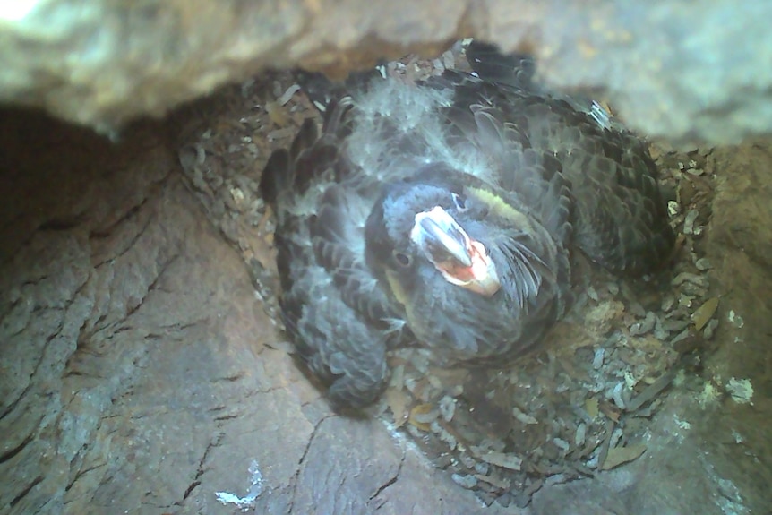 A cockatoo in a hollow