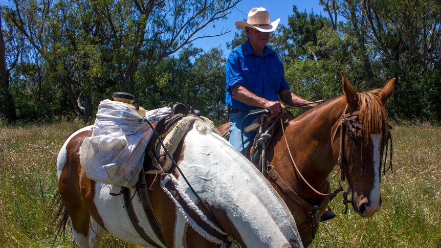 Farmer tackles 'cruel' tiger pear and other weeds on horseback - ABC News
