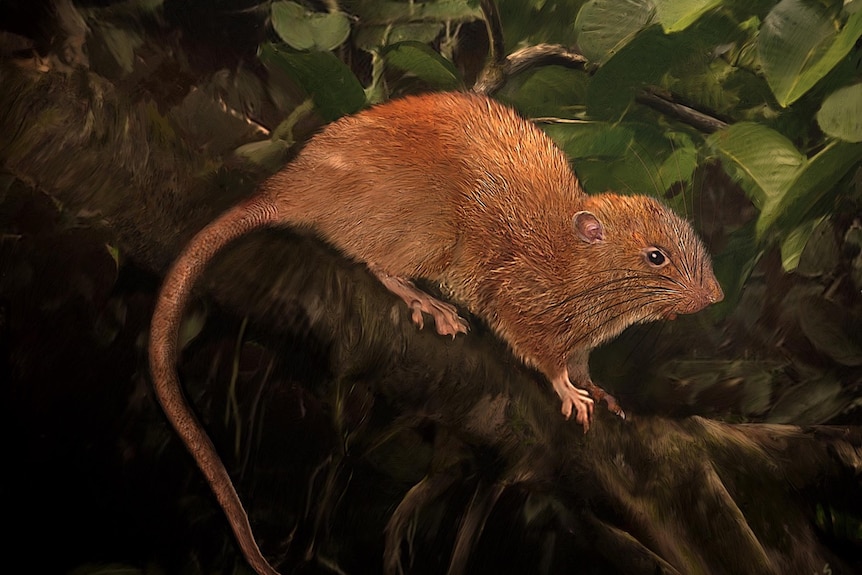 An illustration of the Vangunu giant rat.