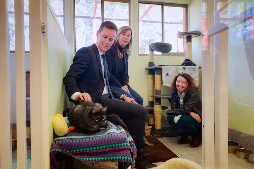 A man and a woman pat a cat.