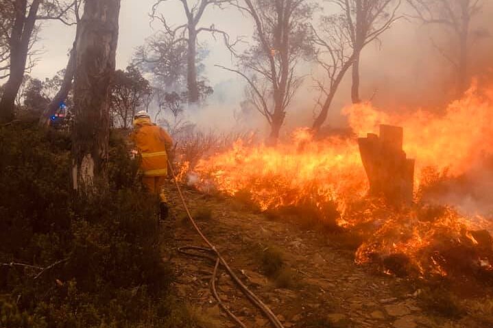 A firefighter runs out a hose along a fire front in Tasmania.