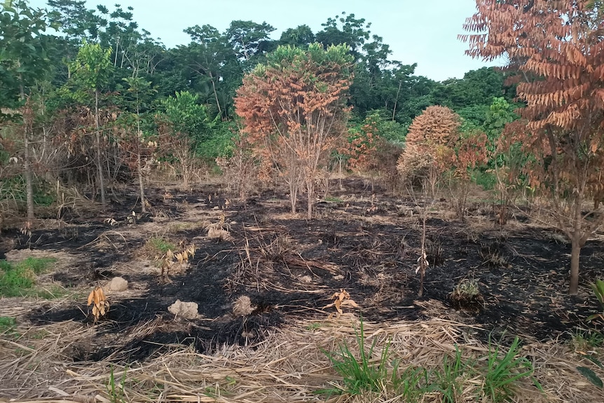 burnt ground and grass with small trees