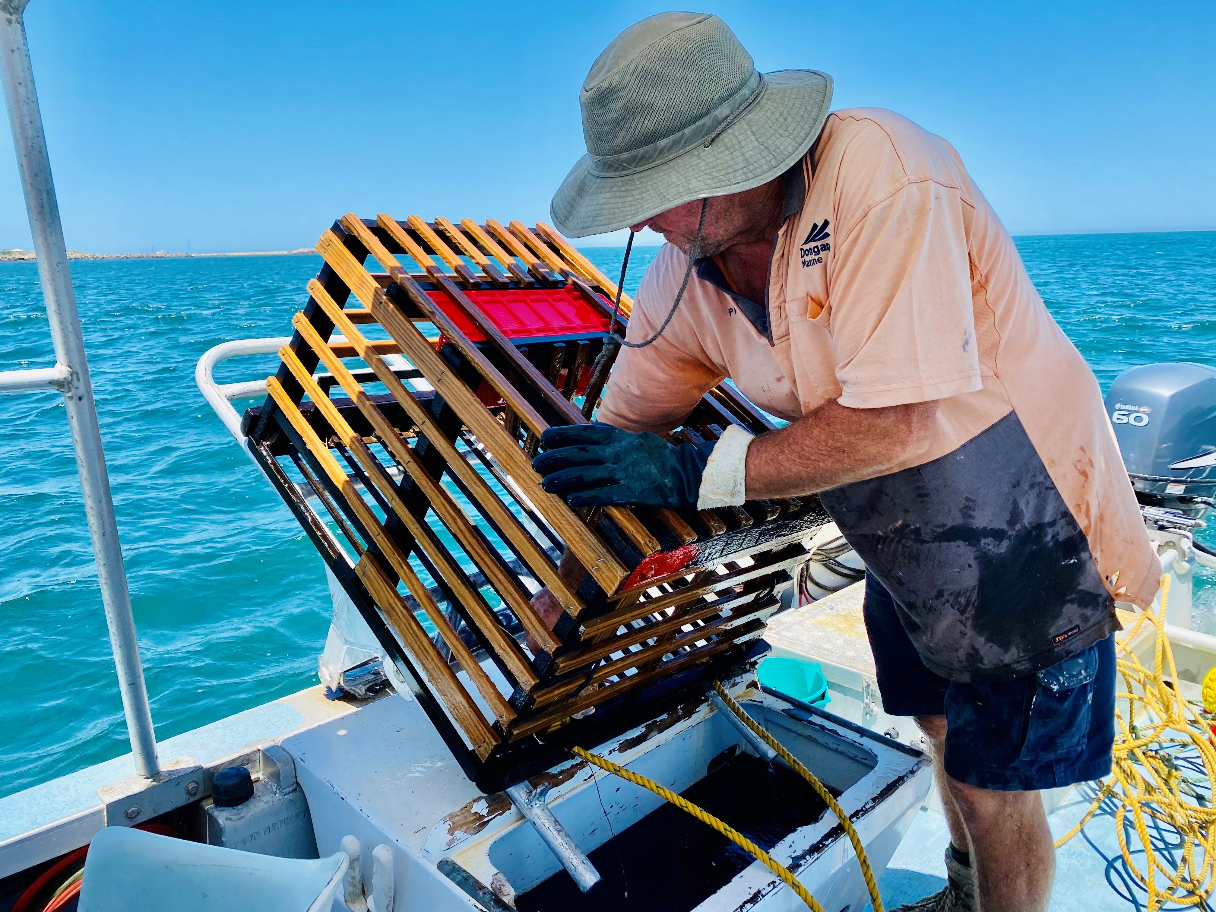 A recreational fisher empties his lobster pot.
