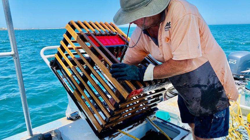 A recreational fisher wears hat, gloves, light-coloured tee and shorts, empties his lobster pot, blue sky, turquoise sea.