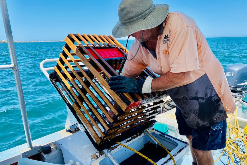 A recreational fisher empties his lobster pot.
