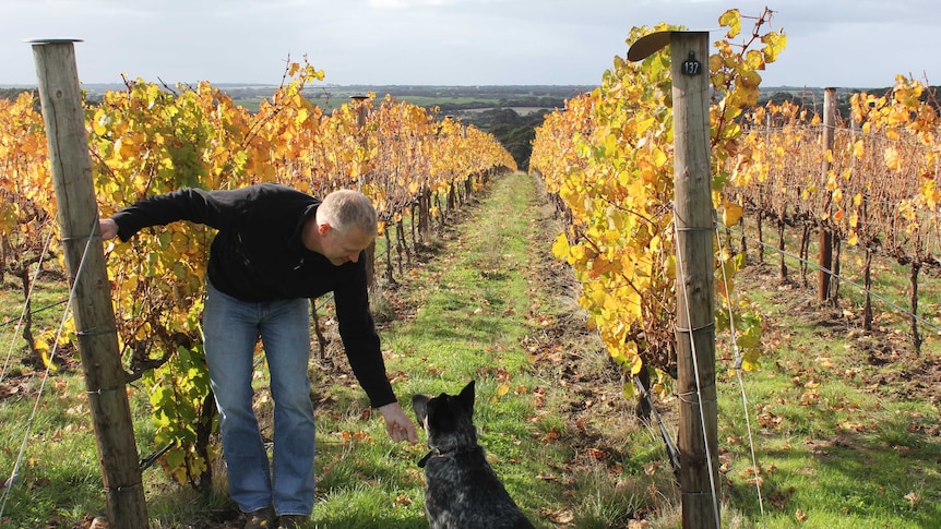 a man and a his dog in a wineyard