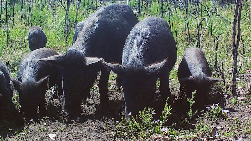 A group of black feral pigs rooting around in some mud.