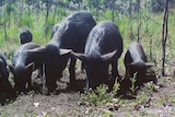 A group of black feral pigs rooting around in some mud.