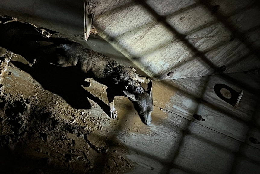 A dog inside a dumper at a Rio Tinto port facility in Dampier in 2023.