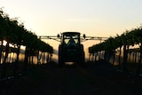 A farmer sprays wine grapes on a property outside the New South Wales town of Griffith.