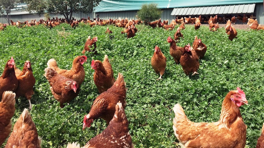 Brown hens in the grass