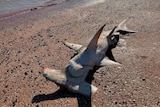 A dead hammerhead shark on a beach.