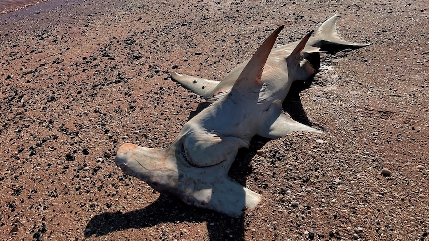 A dead hammerhead shark on a beach.