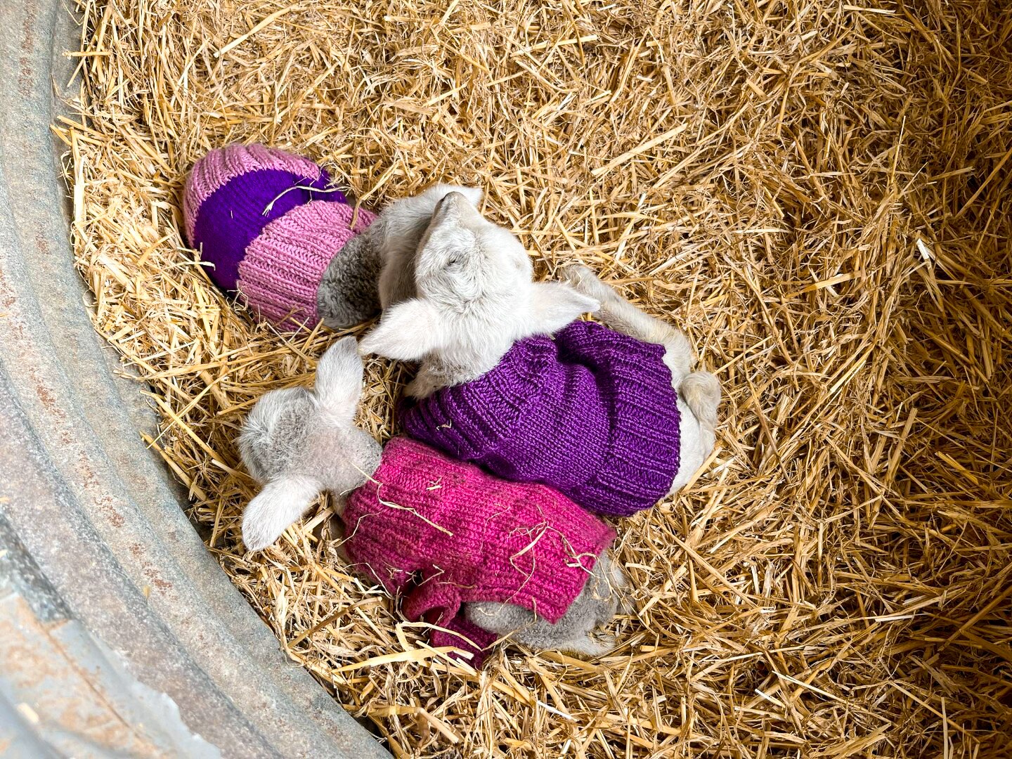 Three lambs in small jumpers huddle on a bed of hay top down photo. 