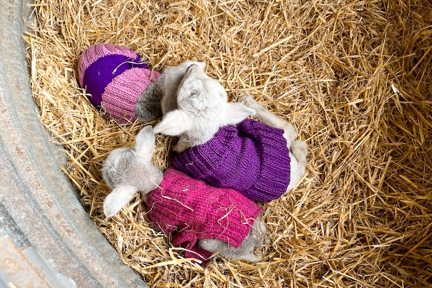 Three lambs in small jumpers huddle on a bed of hay top down photo. 
