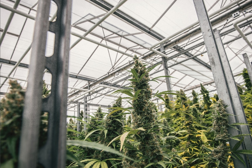 Legal cannabis crop in Canada
